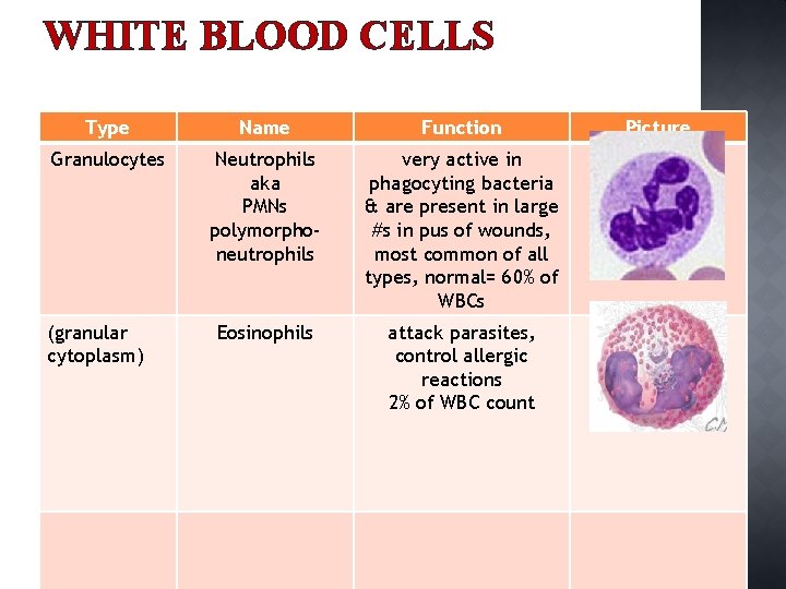 WHITE BLOOD CELLS Type Name Function Granulocytes Neutrophils aka PMNs polymorphoneutrophils very active in