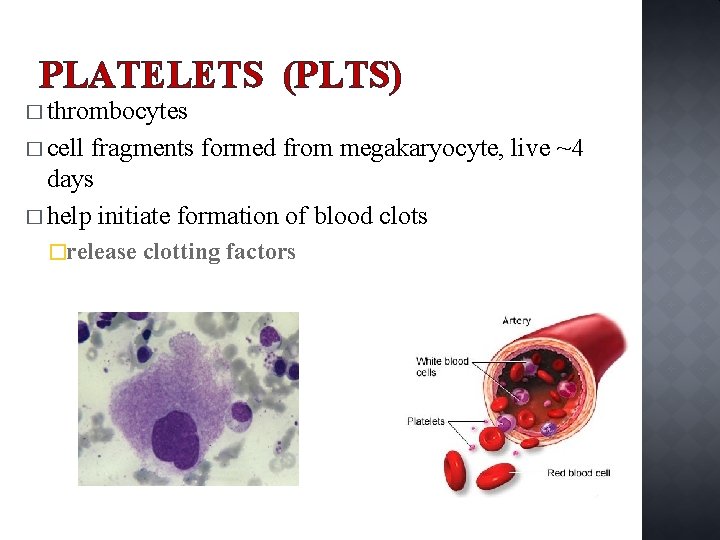 PLATELETS (PLTS) � thrombocytes � cell fragments formed from megakaryocyte, live ~4 days �