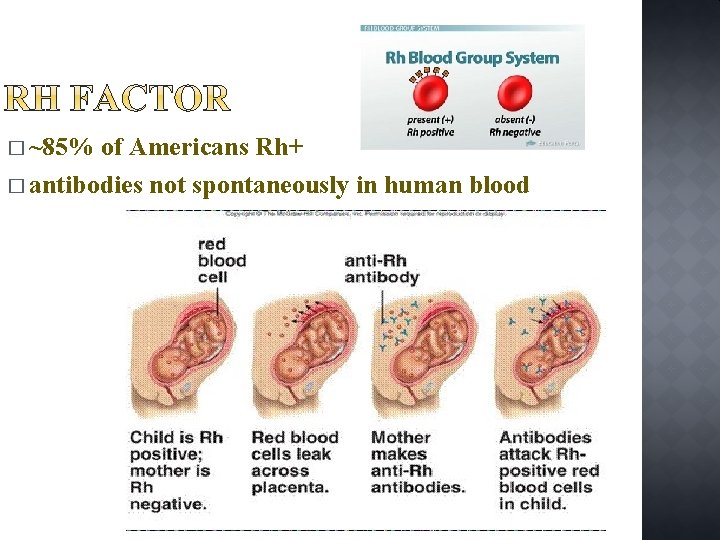 � ~85% of Americans Rh+ � antibodies not spontaneously in human blood 