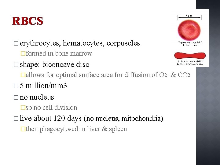 RBCS � erythrocytes, �formed � shape: hematocytes, corpuscles in bone marrow biconcave disc �allows