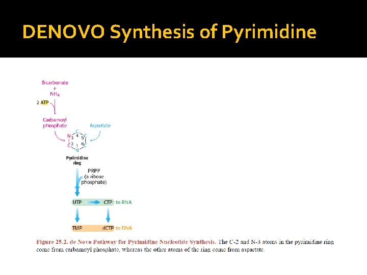 DENOVO Synthesis of Pyrimidine 