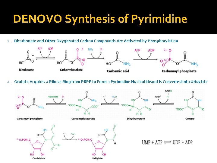 DENOVO Synthesis of Pyrimidine 1. Bicarbonate and Other Oxygenated Carbon Compounds Are Activated by