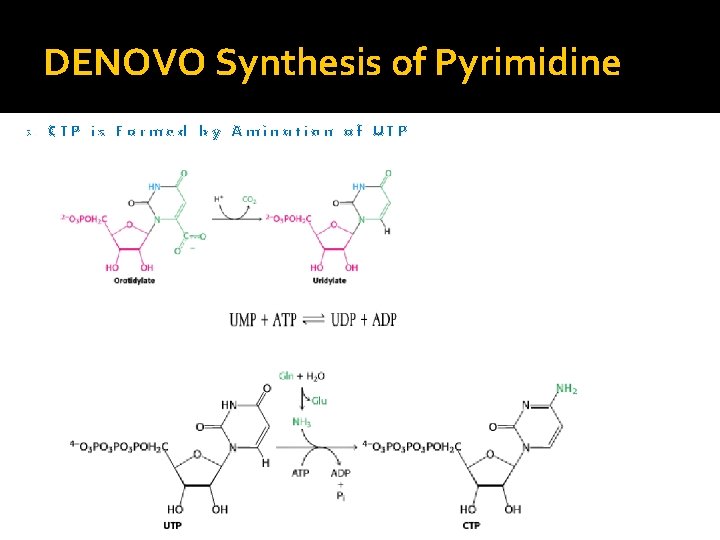 DENOVO Synthesis of Pyrimidine 3. CTP is Formed by Amination of UTP 