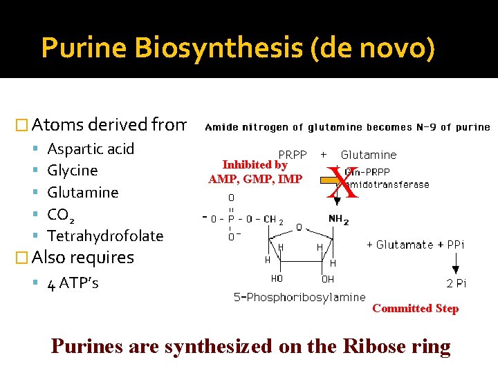 Purine Biosynthesis (de novo) � Atoms derived from: Aspartic acid Glycine Glutamine CO 2