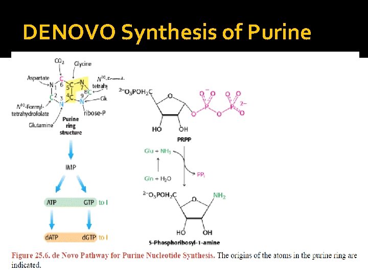 DENOVO Synthesis of Purine 