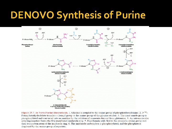 DENOVO Synthesis of Purine 