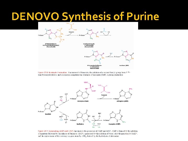 DENOVO Synthesis of Purine 