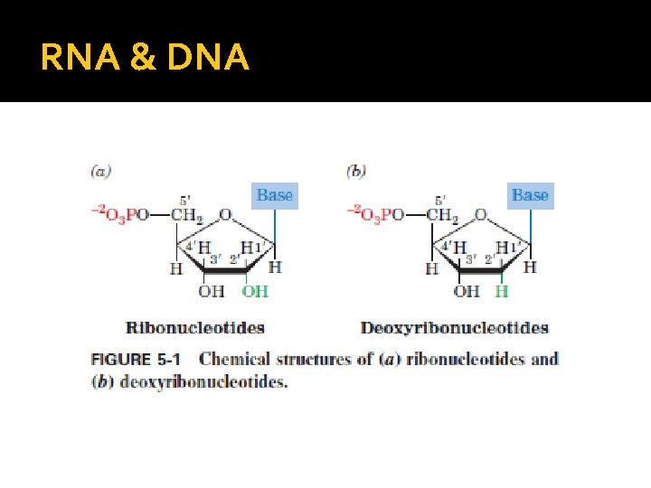 RNA & DNA 
