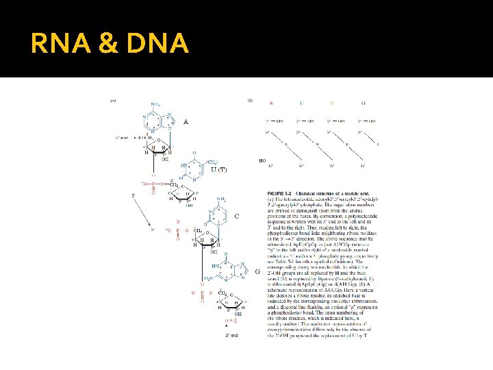 RNA & DNA 