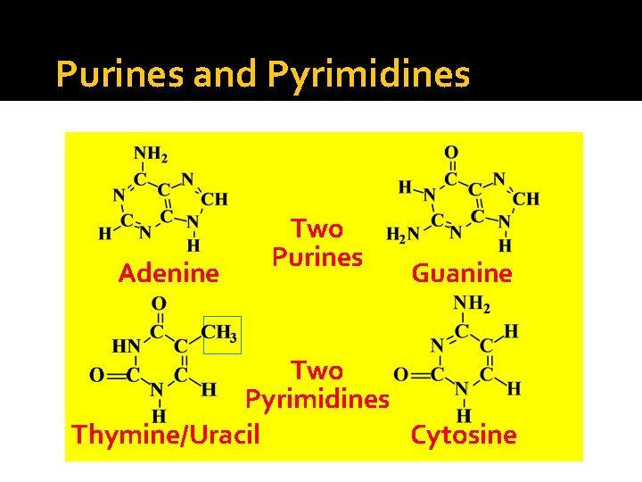 Purines and Pyrimidines Adenine Two Purines Guanine Two Pyrimidines Thymine/Uracil Cytosine 