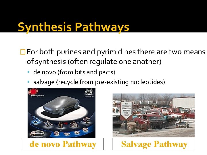 Synthesis Pathways � For both purines and pyrimidines there are two means of synthesis