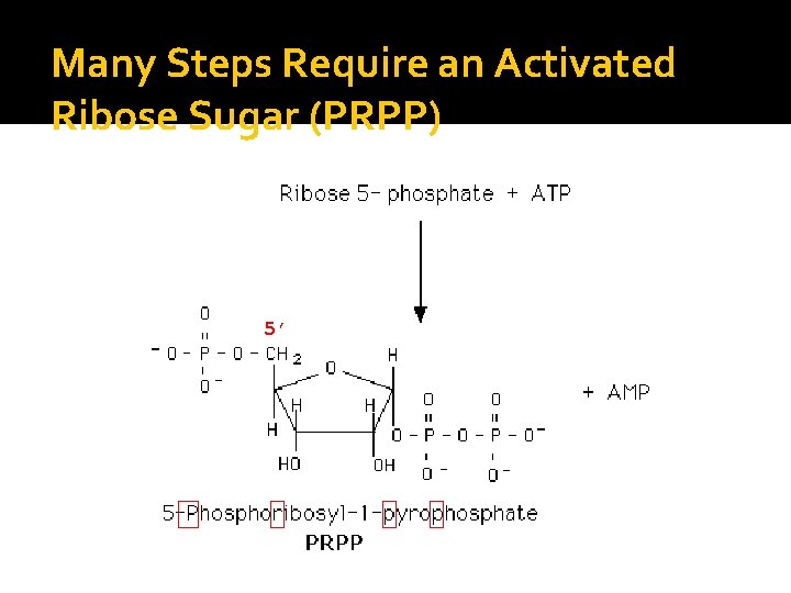 Many Steps Require an Activated Ribose Sugar (PRPP) 5’ 