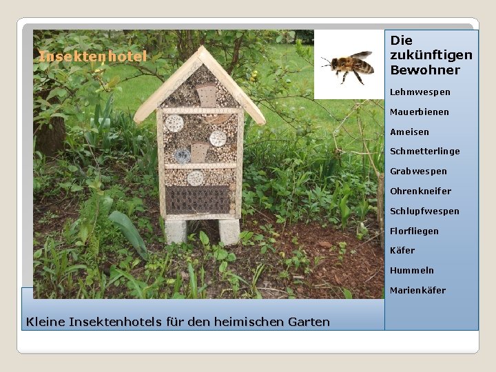 Insektenhotel Die zukünftigen Bewohner Lehmwespen Mauerbienen Ameisen Schmetterlinge Grabwespen Ohrenkneifer Schlupfwespen Florfliegen Käfer Hummeln