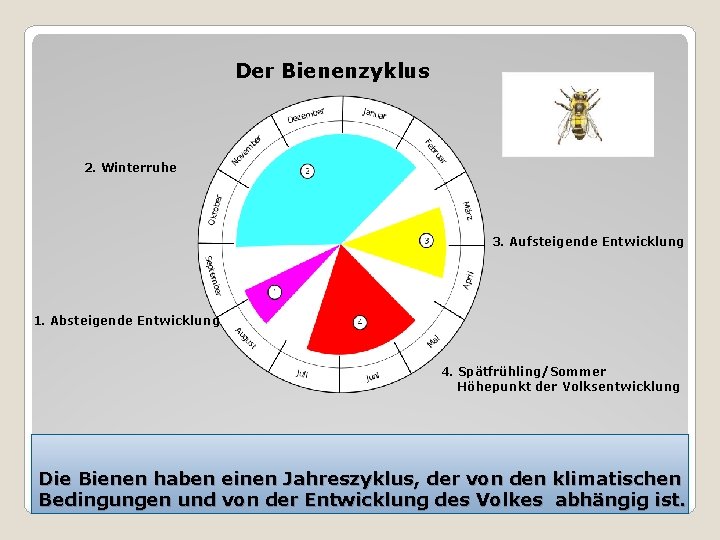 Der Bienenzyklus 2. Winterruhe 3. Aufsteigende Entwicklung 1. Absteigende Entwicklung 4. Spätfrühling/Sommer Höhepunkt der