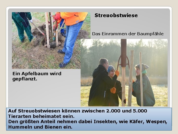 � Streuobstwiese Das Einrammen der Baumpfähle Ein Apfelbaum wird gepflanzt. Auf Streuobstwiesen können zwischen