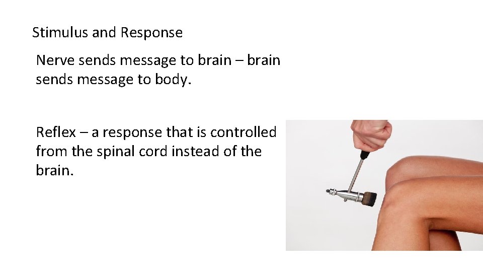 Stimulus and Response Nerve sends message to brain – brain sends message to body.