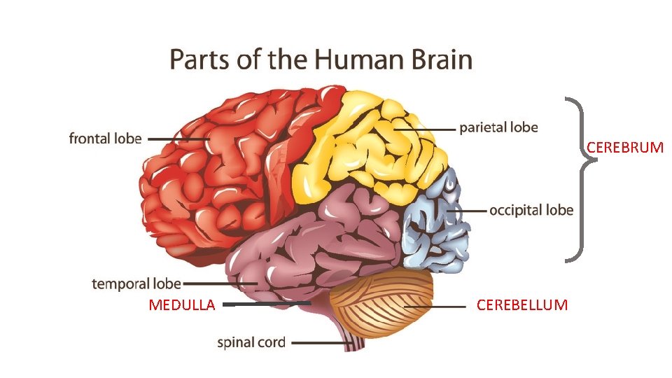 CEREBRUM MEDULLA CEREBELLUM 