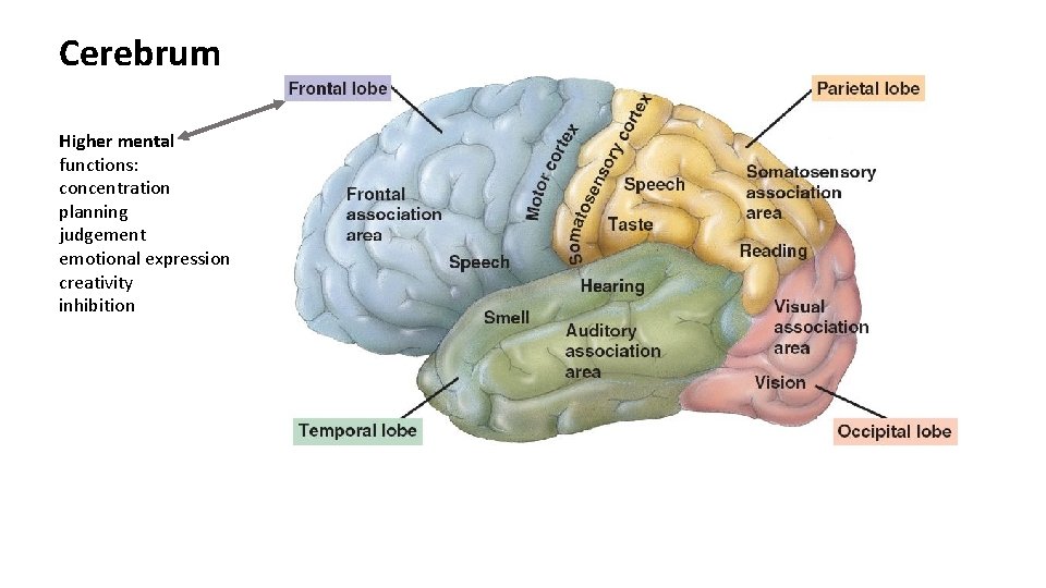 Cerebrum Higher mental functions: concentration planning judgement emotional expression creativity inhibition 