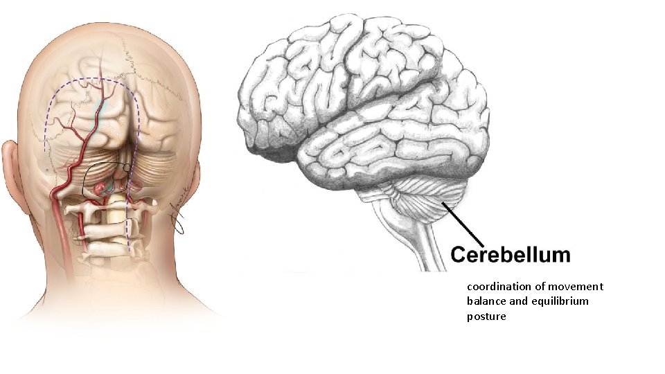 coordination of movement balance and equilibrium posture 