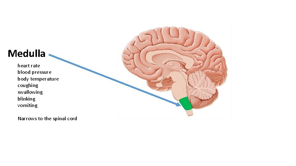 Medulla heart rate blood pressure body temperature coughing swallowing blinking vomiting Narrows to the