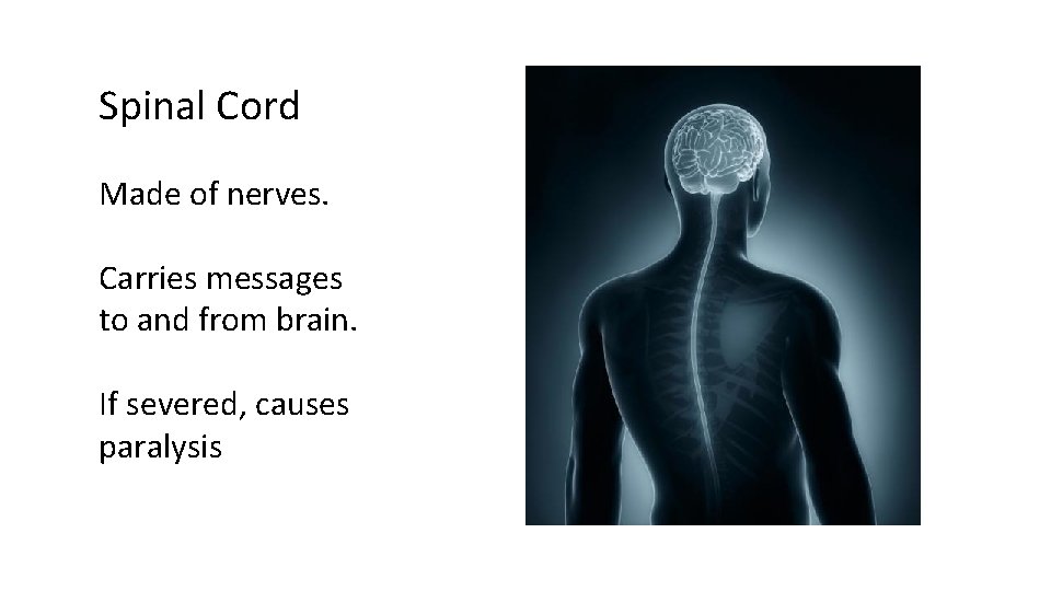 Spinal Cord Made of nerves. Carries messages to and from brain. If severed, causes