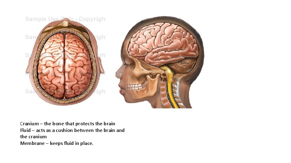 Cranium – the bone that protects the brain Fluid – acts as a cushion