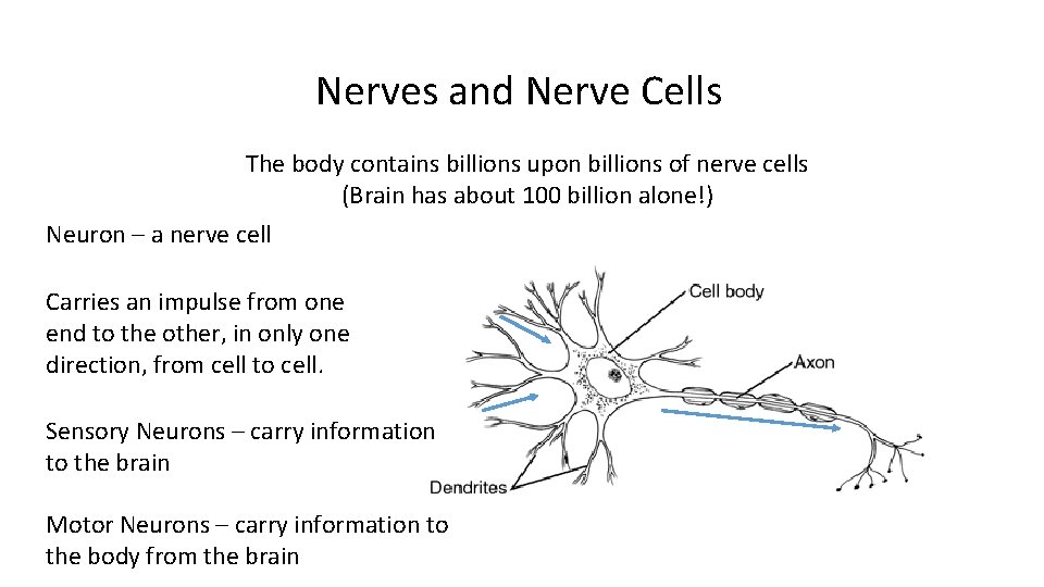 Nerves and Nerve Cells The body contains billions upon billions of nerve cells (Brain