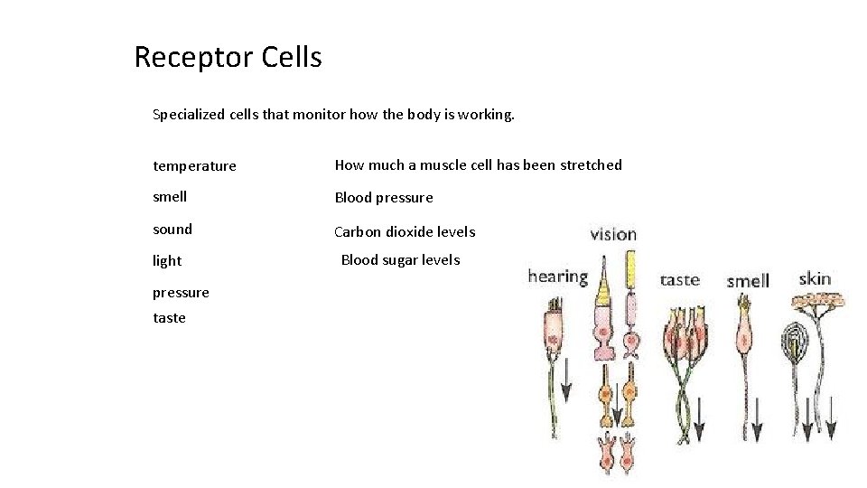 Receptor Cells Specialized cells that monitor how the body is working. temperature How much