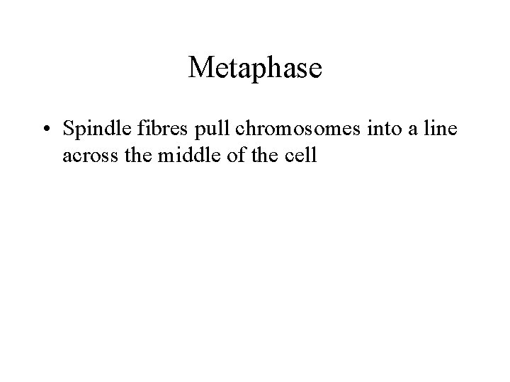 Metaphase • Spindle fibres pull chromosomes into a line across the middle of the