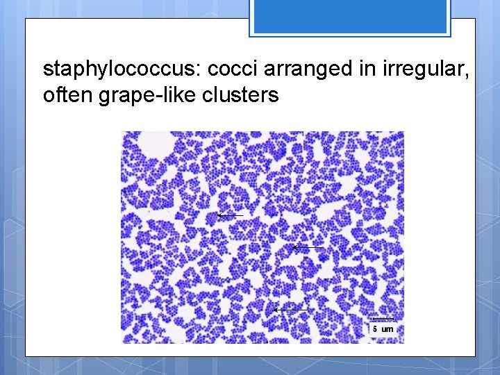 staphylococcus: cocci arranged in irregular, often grape-like clusters 