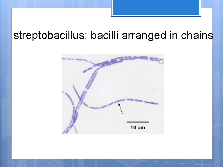 streptobacillus: bacilli arranged in chains 