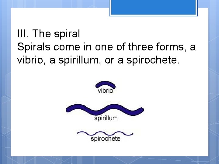 III. The spiral Spirals come in one of three forms, a vibrio, a spirillum,