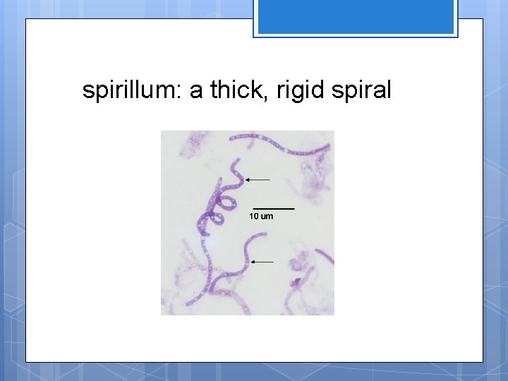 spirillum: a thick, rigid spiral 
