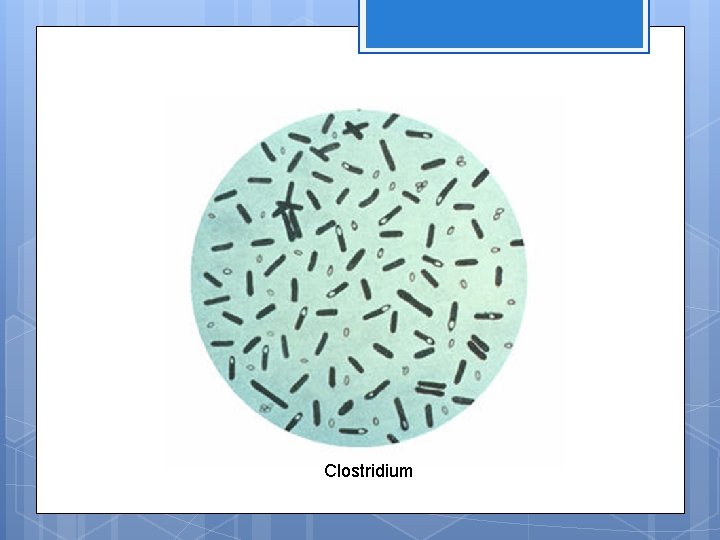 Clostridium 
