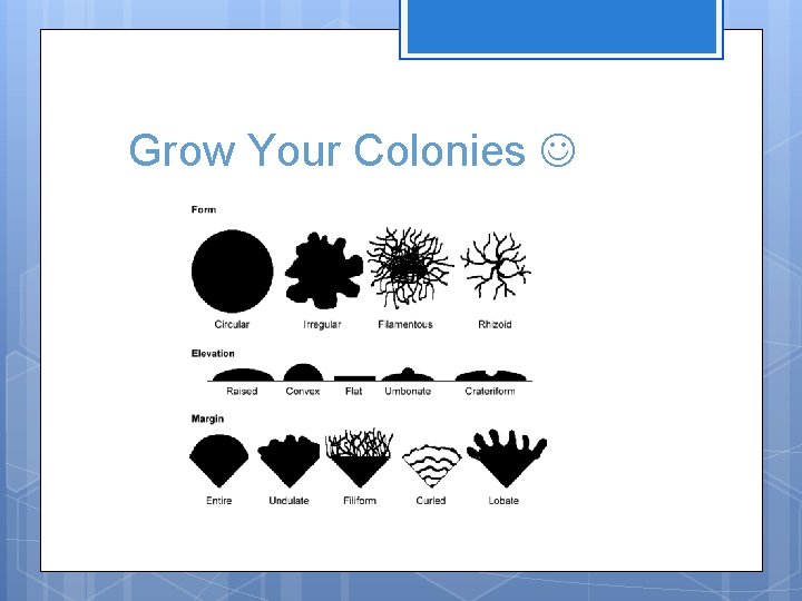 Grow Your Colonies 