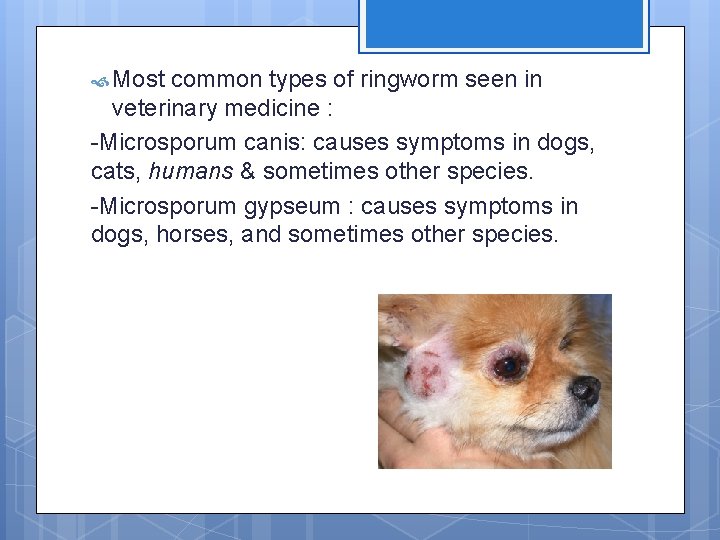  Most common types of ringworm seen in veterinary medicine : -Microsporum canis: causes