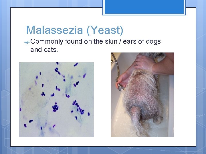 Malassezia (Yeast) Commonly and cats. found on the skin / ears of dogs 