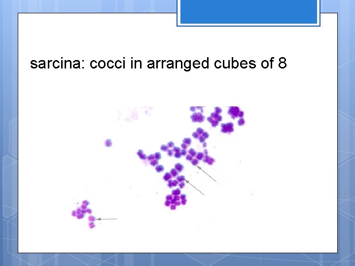 sarcina: cocci in arranged cubes of 8 