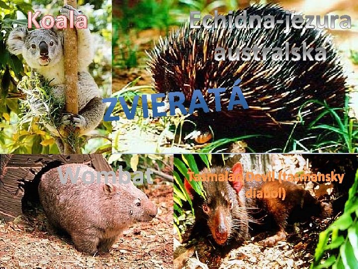 Koala • Wombat Tasmaian Devil (tasmansky diabol) 