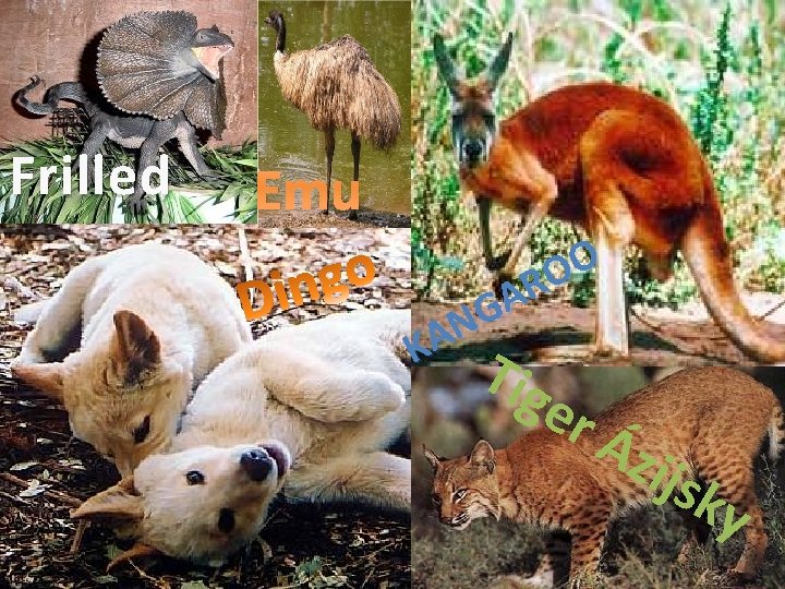Frilled Emu O O R A G N KA Tig e rÁ zijs ky