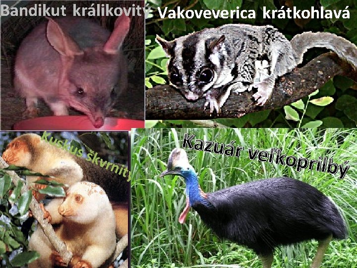 Bandikut králikovitý Vakoveverica krátkohlavá Kus kus škv rnit Kazuár ý veľkopr ilbý 