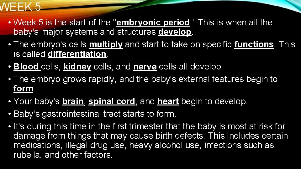 WEEK 5 • Week 5 is the start of the "embryonic period. " This
