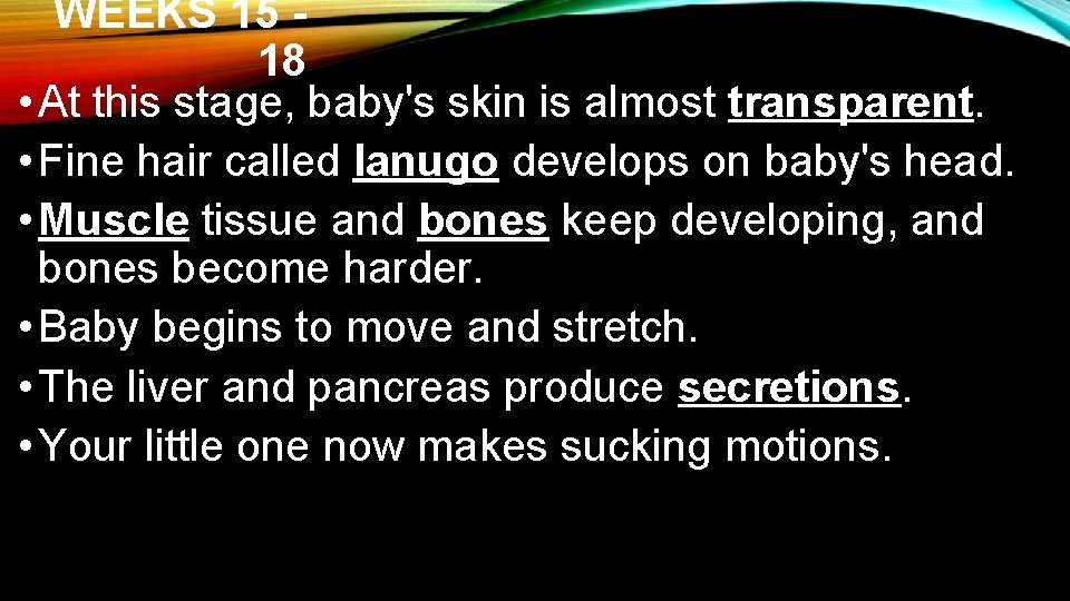 WEEKS 15 18 • At this stage, baby's skin is almost transparent. • Fine