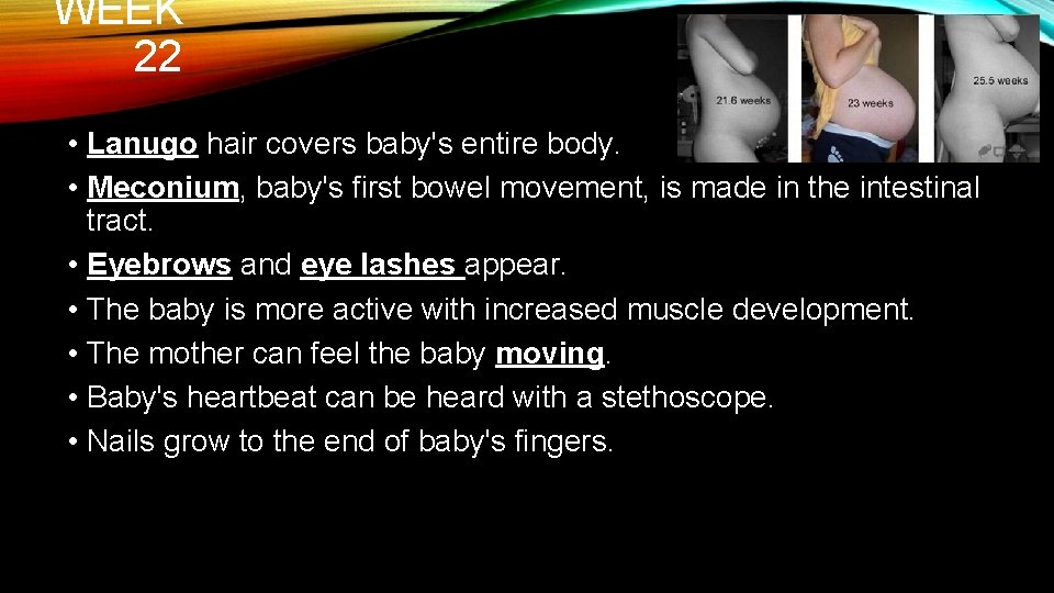 WEEK 22 • Lanugo hair covers baby's entire body. • Meconium, baby's first bowel