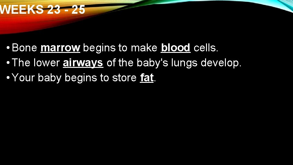 WEEKS 23 - 25 • Bone marrow begins to make blood cells. • The