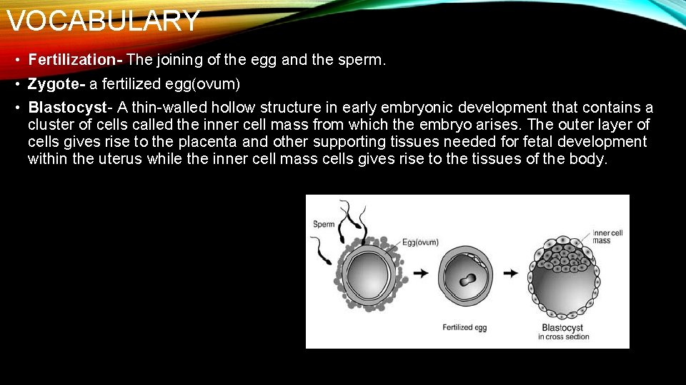 VOCABULARY • Fertilization- The joining of the egg and the sperm. • Zygote- a