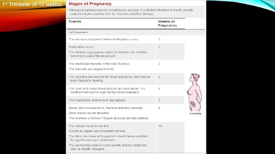 1 st Trimester (0 -12 weeks) 