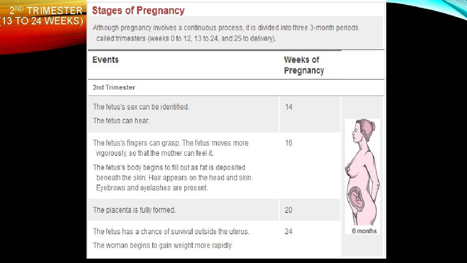 2 ND TRIMESTER (13 TO 24 WEEKS) 