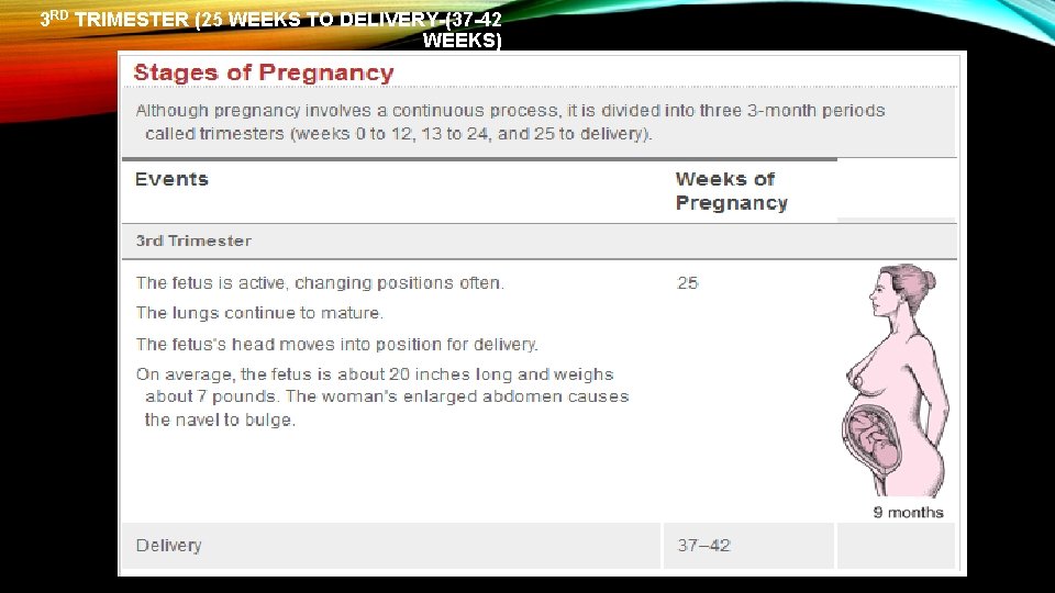 3 RD TRIMESTER (25 WEEKS TO DELIVERY-(37 -42 WEEKS) 