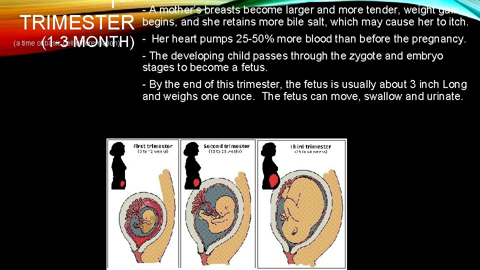 1 ST TRIMESTER (1 -3 MONTH) (a time of basic cell differentiation) - A
